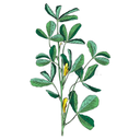 Fenugreek White.webp
