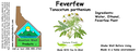 Feverfew NF 4x1.5.webp