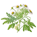 Feverfew White.webp
