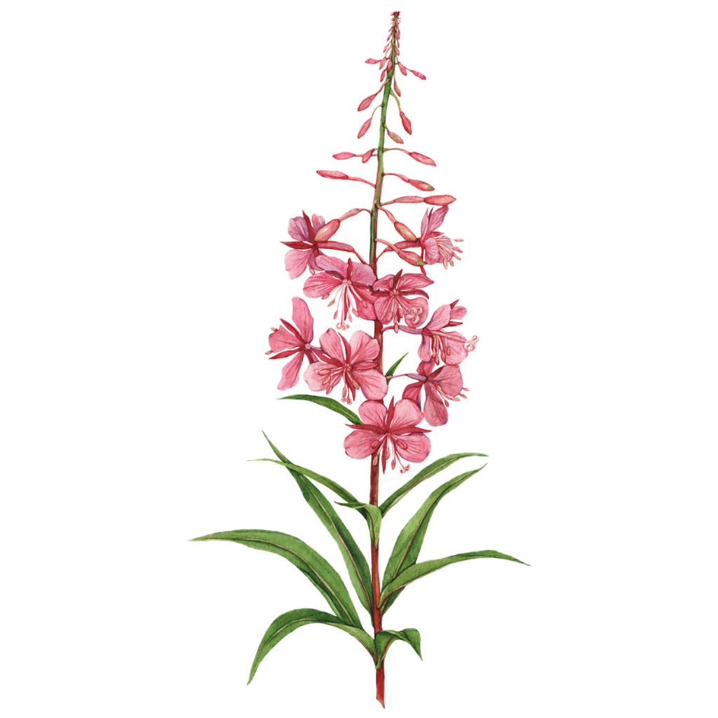 Fireweed White.webp