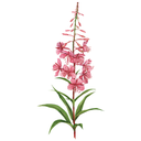 Fireweed White.webp