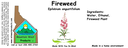 Fireweed NF 4x1.5.webp