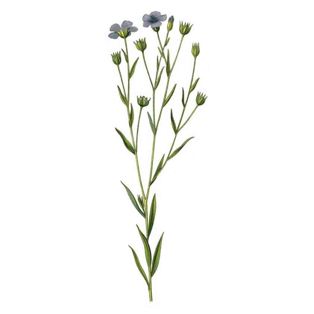 Flax White.webp