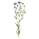 Flax White.webp