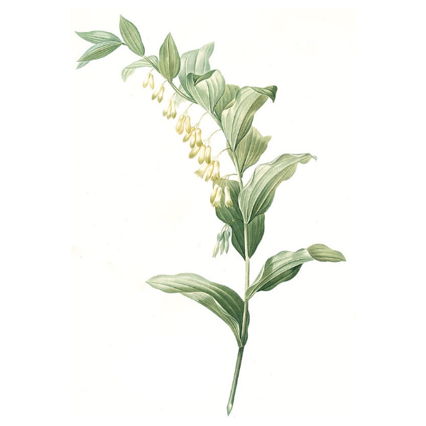 Fo Ti White.webp