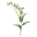 Fo Ti White.webp