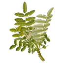 Frankincense White.webp