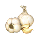 Garlic White.webp