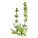 Gentian White.webp