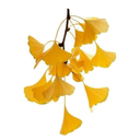 Ginkgo White.webp