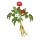 Ginseng Panax White.webp