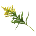 Goldenrod White.webp