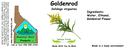 Goldenrod NF 4x1.5.webp