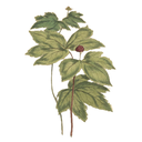 Goldenseal White.webp