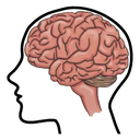Brain & Nerve - Memory ST White.webp