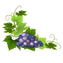 Grape White.webp