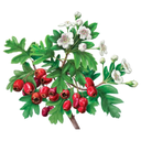 Hawthorn White.webp