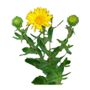 Gumweed White.webp