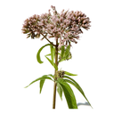 Gravel Root White.webp