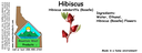 Hibiscus ST 4x1.5.webp