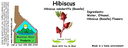 Hibiscus NF 4x1.5.webp