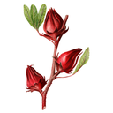 Hibiscus White.webp