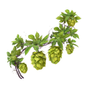 Hops White.webp