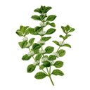 Horehound White.webp