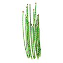 Horsetail White.webp