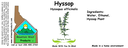 Hyssop NF 4x1.5.webp
