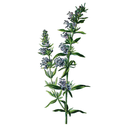 Hyssop White.webp