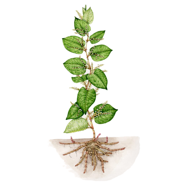 Japanese Knotweed White.webp