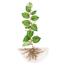 Japanese Knotweed White.webp
