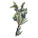 Juniper Berry White.webp