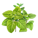 Lemon Balm White.webp