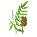 Licorice White.webp