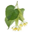 Linden White.webp