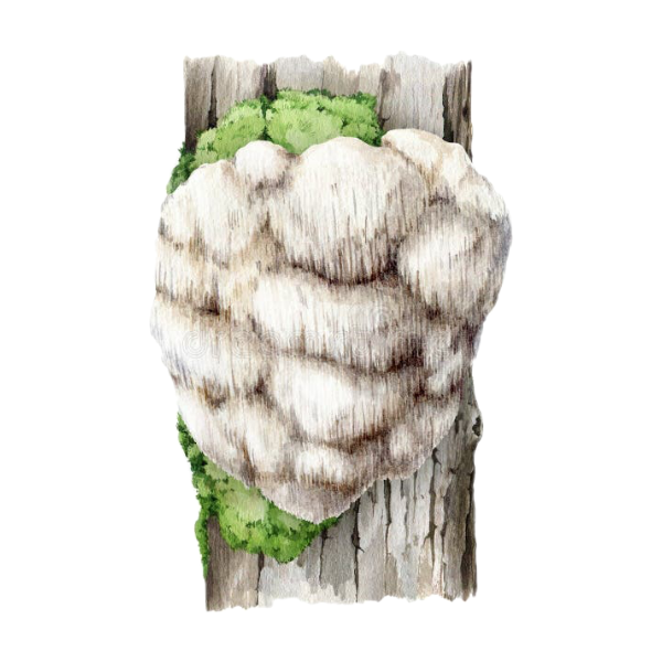 Lion's Mane White.webp