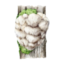 Lion's Mane White.webp