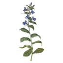 Lobelia White.webp
