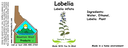 Lobelia NF 4x1.5.webp