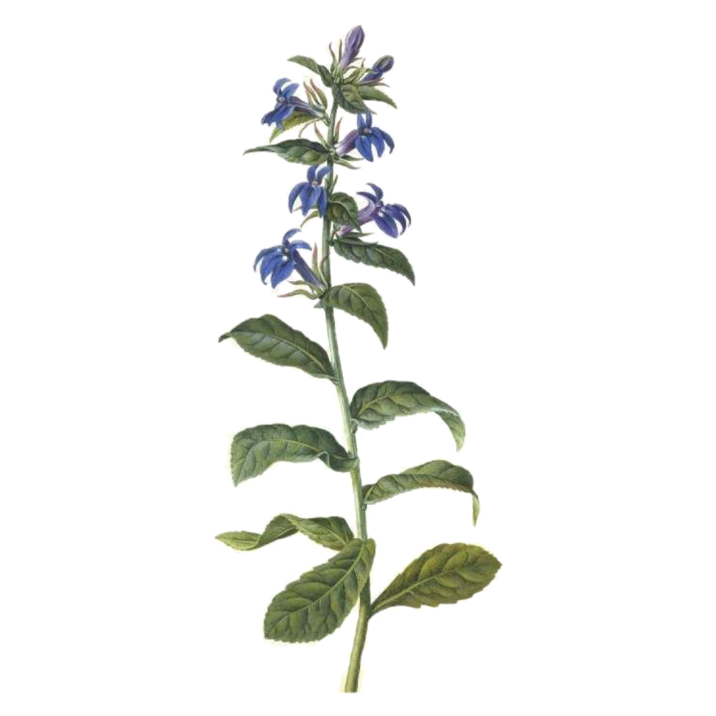 Lobelia White.webp
