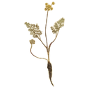 Lomatium White.webp