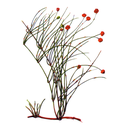 Ma Huang White.webp