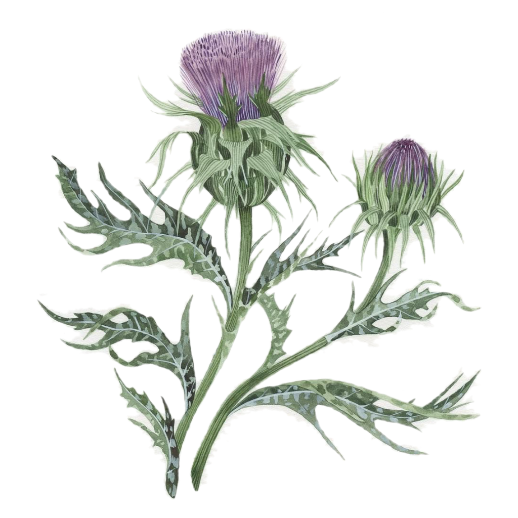 Milk Thistle White.webp