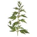 Motherwort White.webp