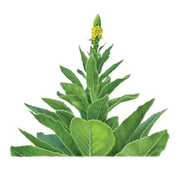 Mullein White.webp