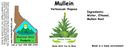 Mullein Root NF 4x1.5.webp