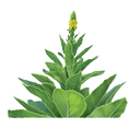 Mullein White.webp