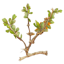 Myrrh White.webp